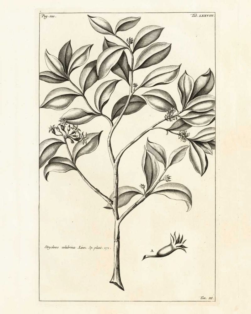 Tropical Leaf Study I art print by Wild Apple Portfolio for $57.95 CAD