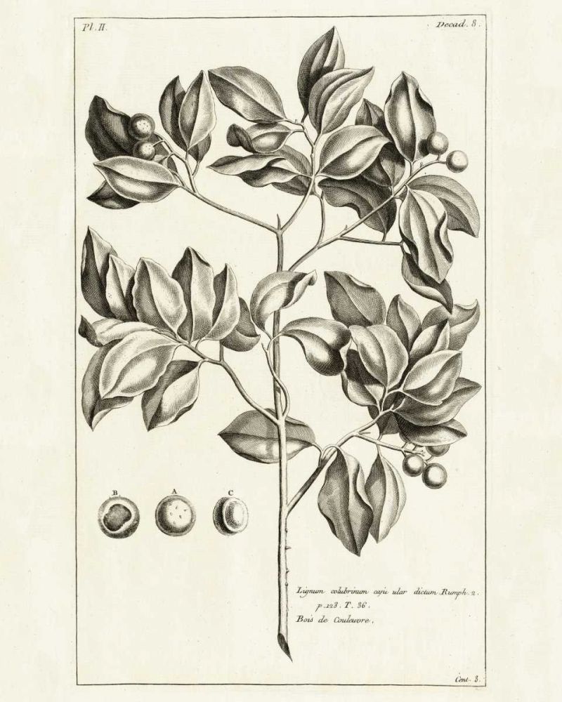 Tropical Leaf Study II art print by Wild Apple Portfolio for $57.95 CAD