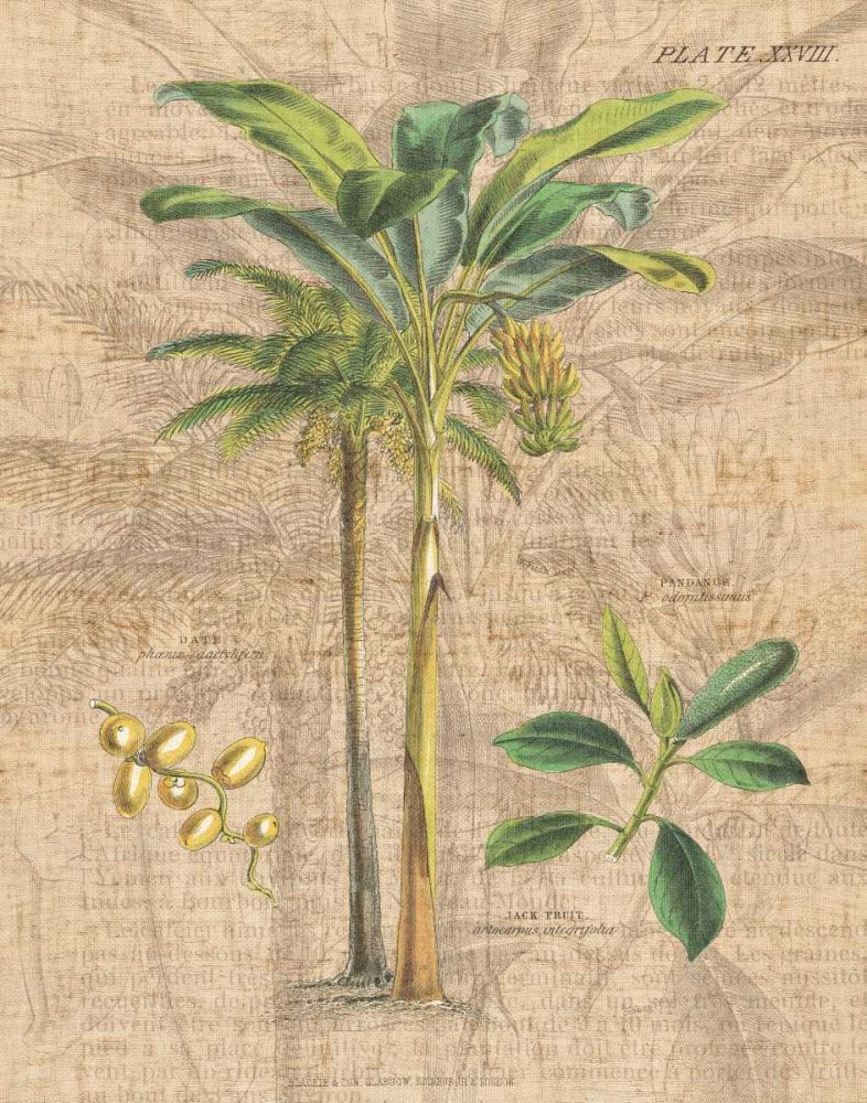 Palm Study I art print by Wild Apple Portfolio for $57.95 CAD