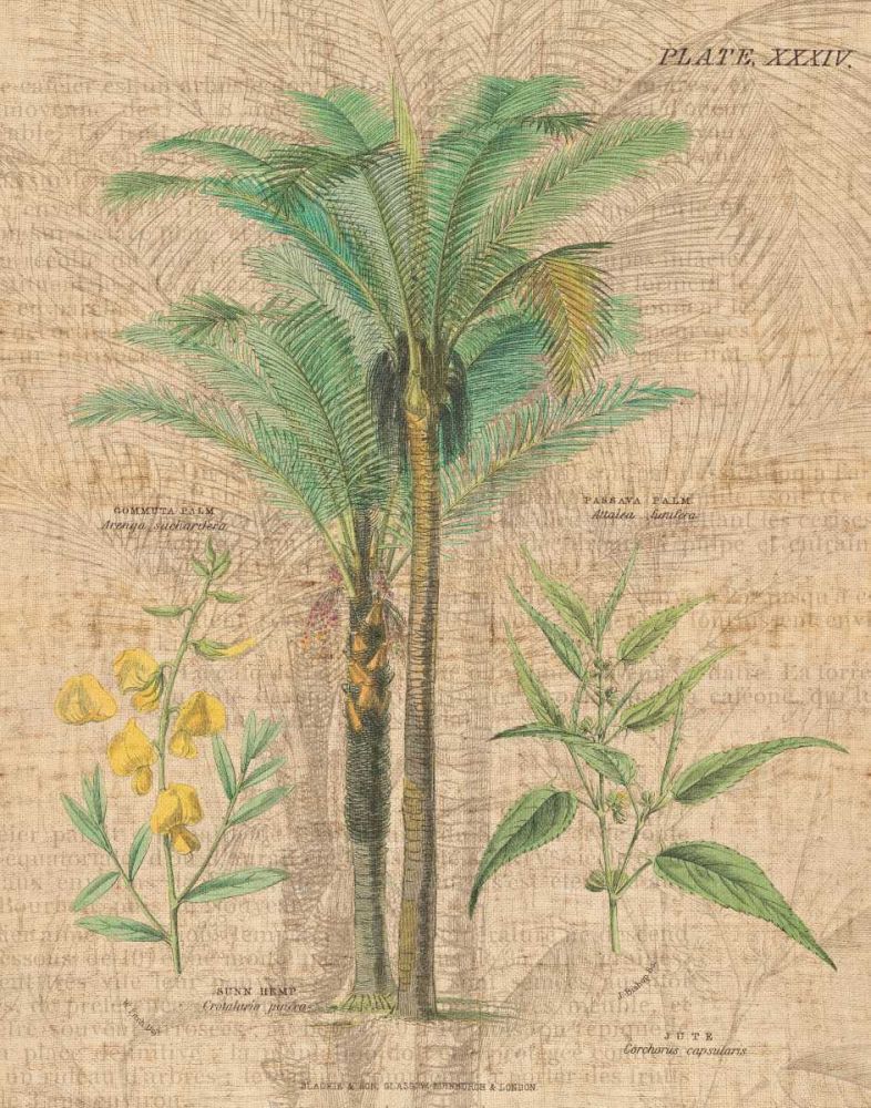 Palm Study II art print by Wild Apple Portfolio for $57.95 CAD