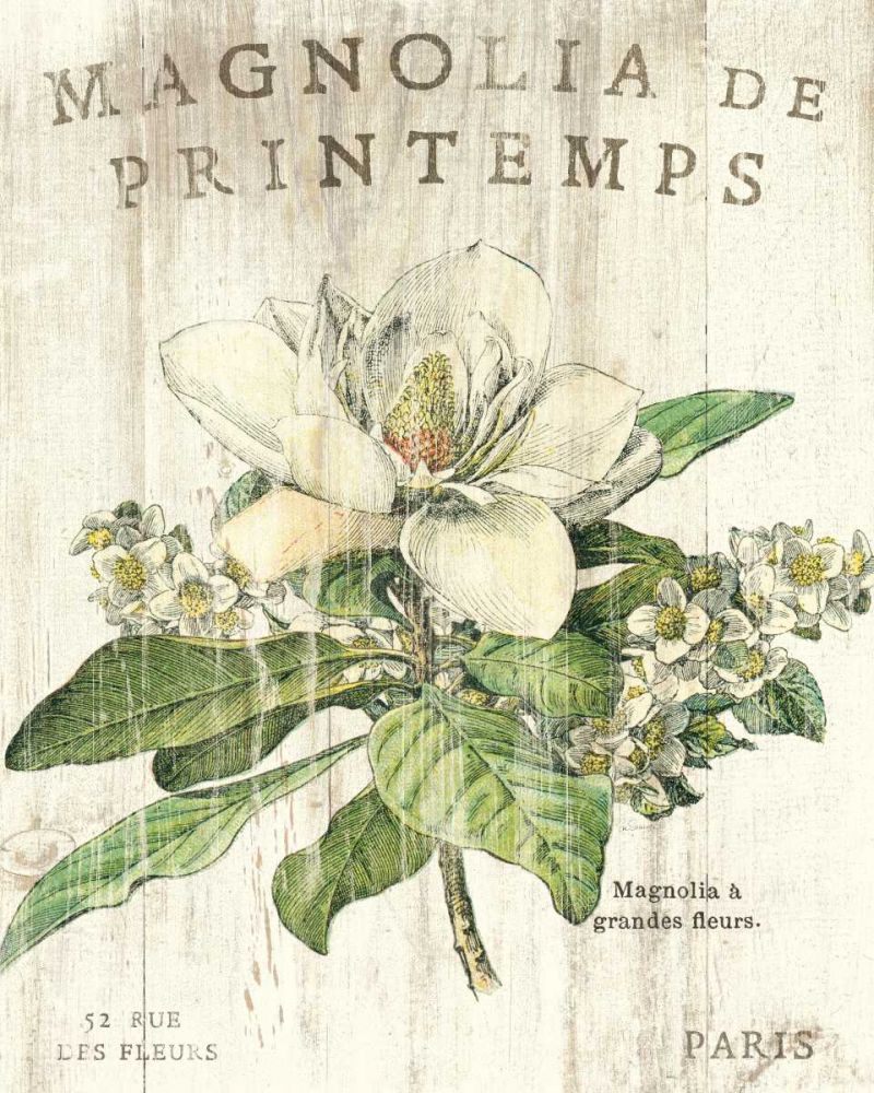 Magnolia de Printemps art print by Sue Schlabach for $57.95 CAD