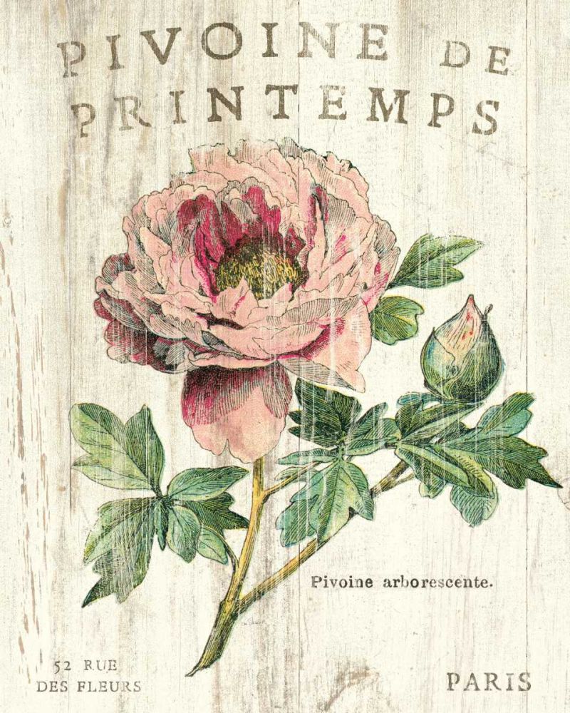 Pivoine de Printemps art print by Sue Schlabach for $57.95 CAD