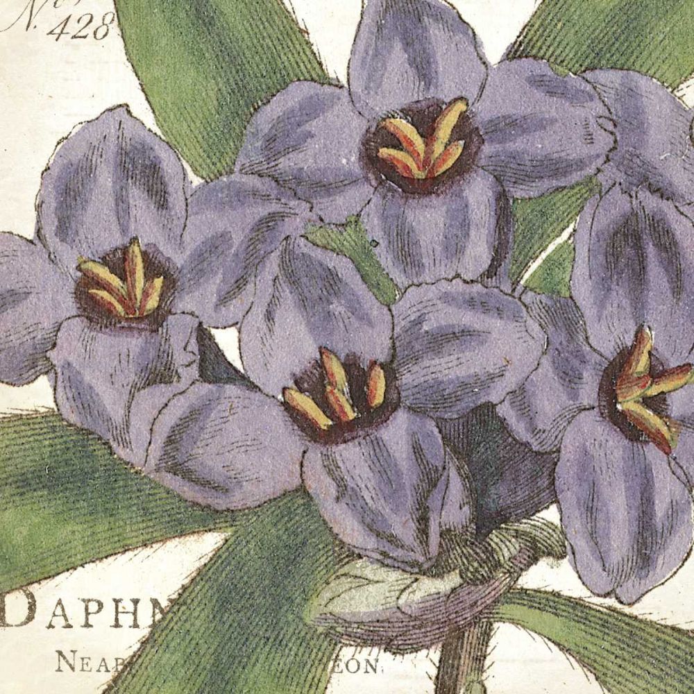 Purple Floral art print by Wild Apple Portfolio for $57.95 CAD