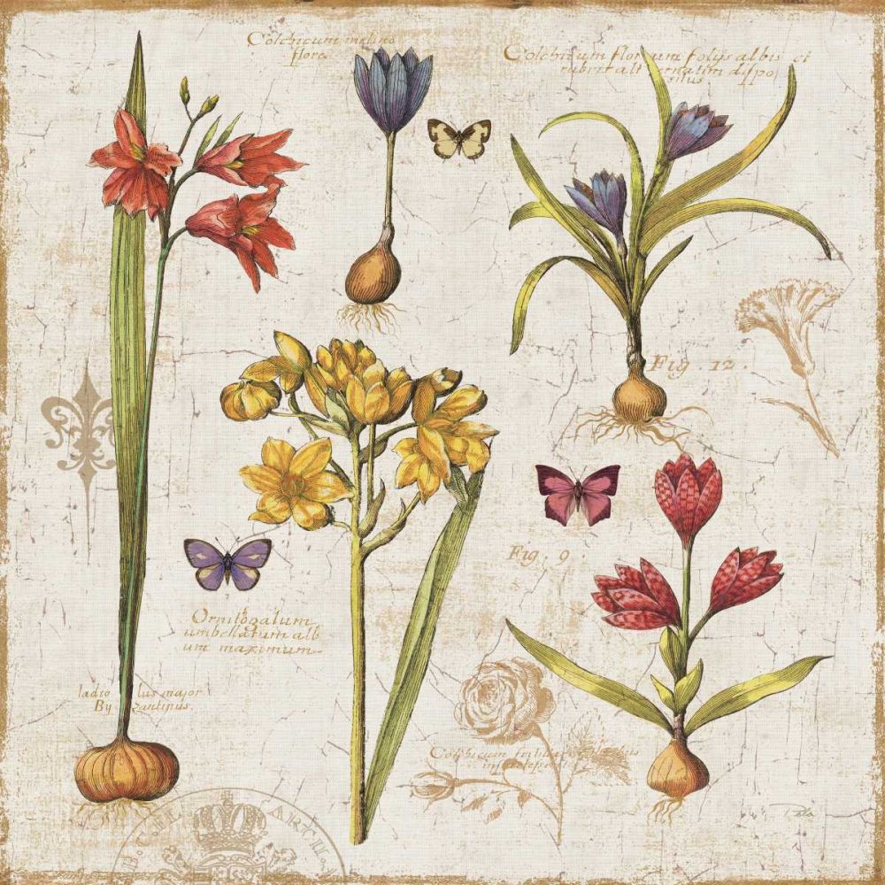 Histoire Naturelle VI art print by Pela ERR for $57.95 CAD