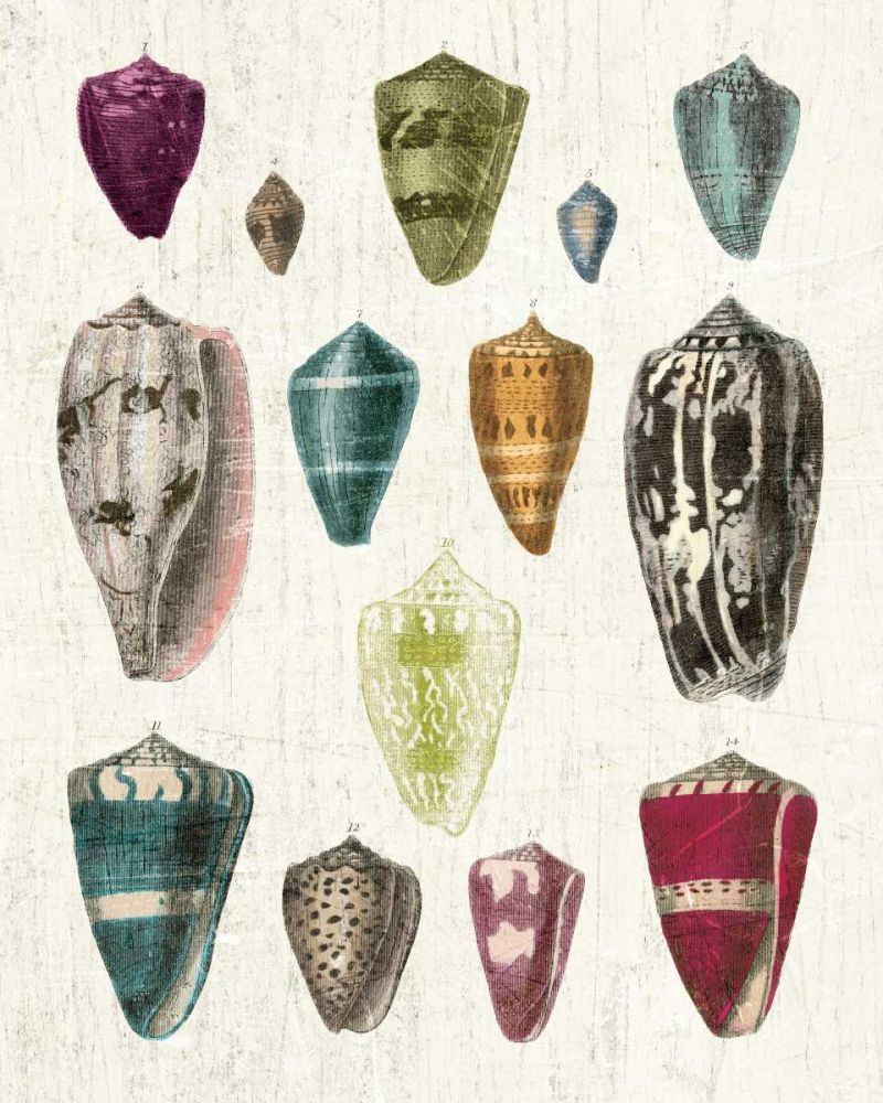 Colorful Shell Assortment I art print by Wild Apple Portfolio for $57.95 CAD