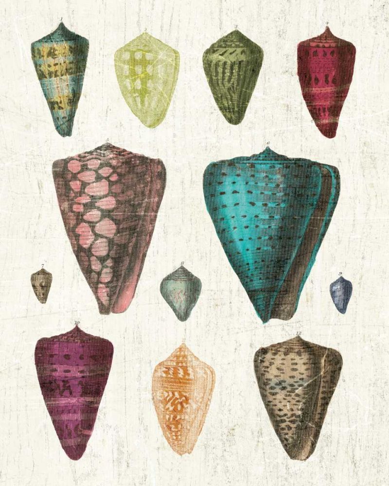 Colorful Shell Assortment II art print by Wild Apple Portfolio for $57.95 CAD