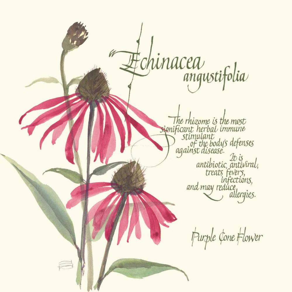 Echinacea art print by Chris Paschke for $57.95 CAD