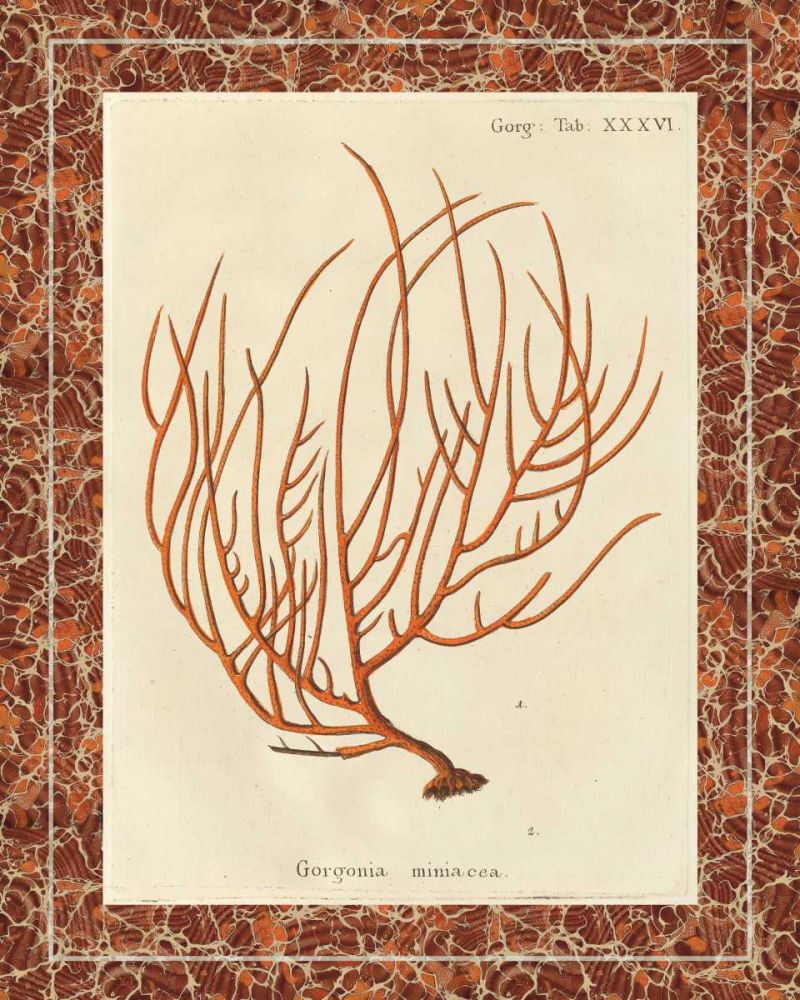 Gorgonia Miniacea Marble art print by Wild Apple Portfolio for $57.95 CAD