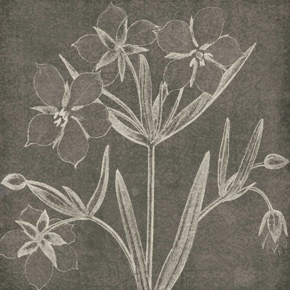 Botanical Beauty Chalk Square IV art print by Wild Apple Portfolio for $57.95 CAD