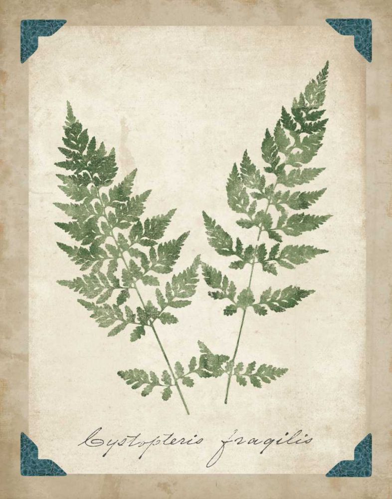 Vintage Ferns VII art print by Wild Apple Portfolio for $57.95 CAD