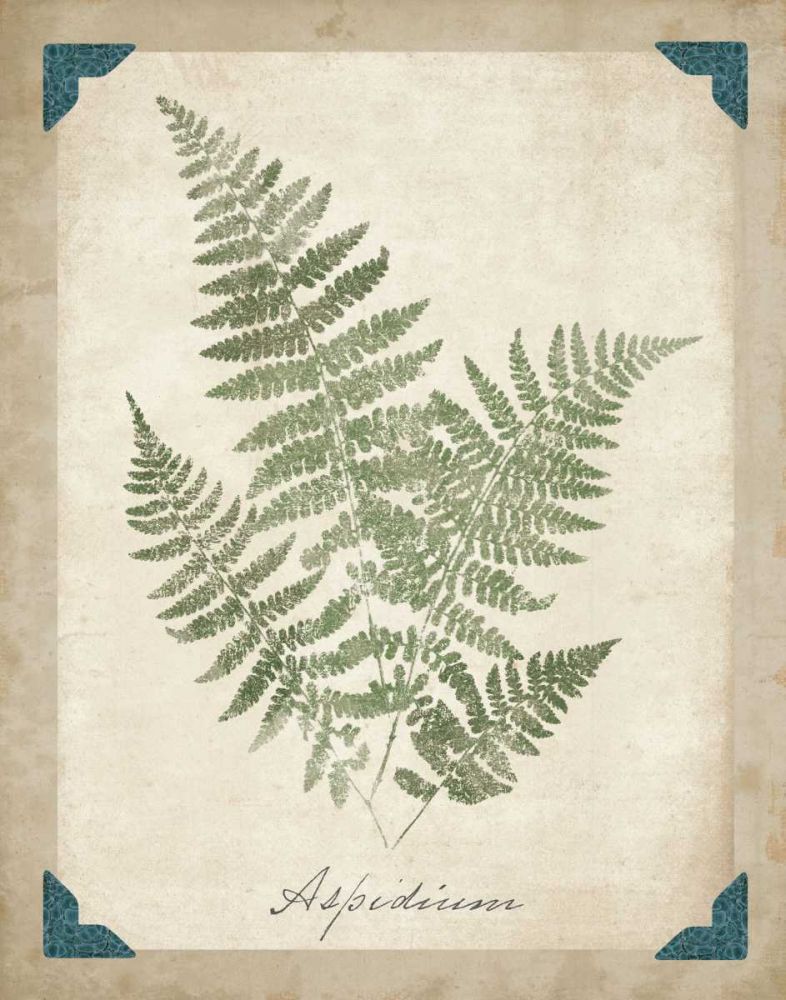Vintage Ferns IX art print by Wild Apple Portfolio for $57.95 CAD