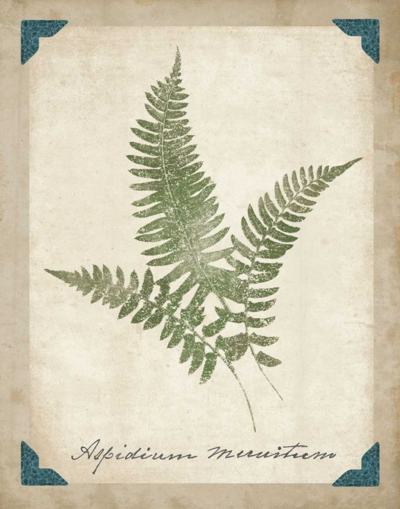 Vintage Ferns X art print by Wild Apple Portfolio for $57.95 CAD