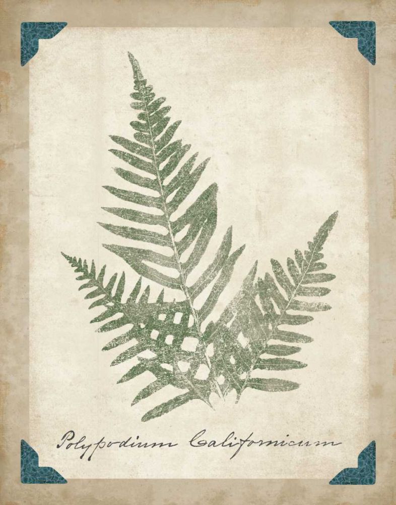 Vintage Ferns XI art print by Wild Apple Portfolio for $57.95 CAD