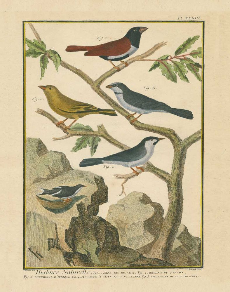 Bird Drawing IV art print by Wild Apple Portfolio for $57.95 CAD