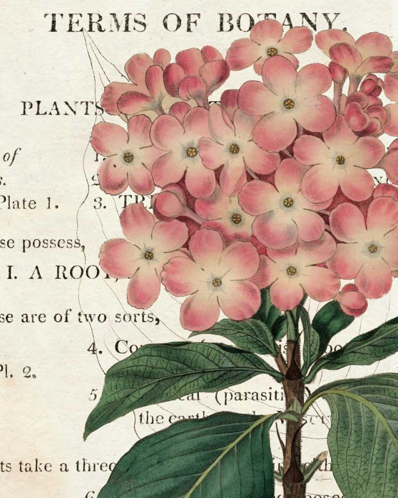 Bicolor Phlox Botany art print by Sue Schlabach for $57.95 CAD