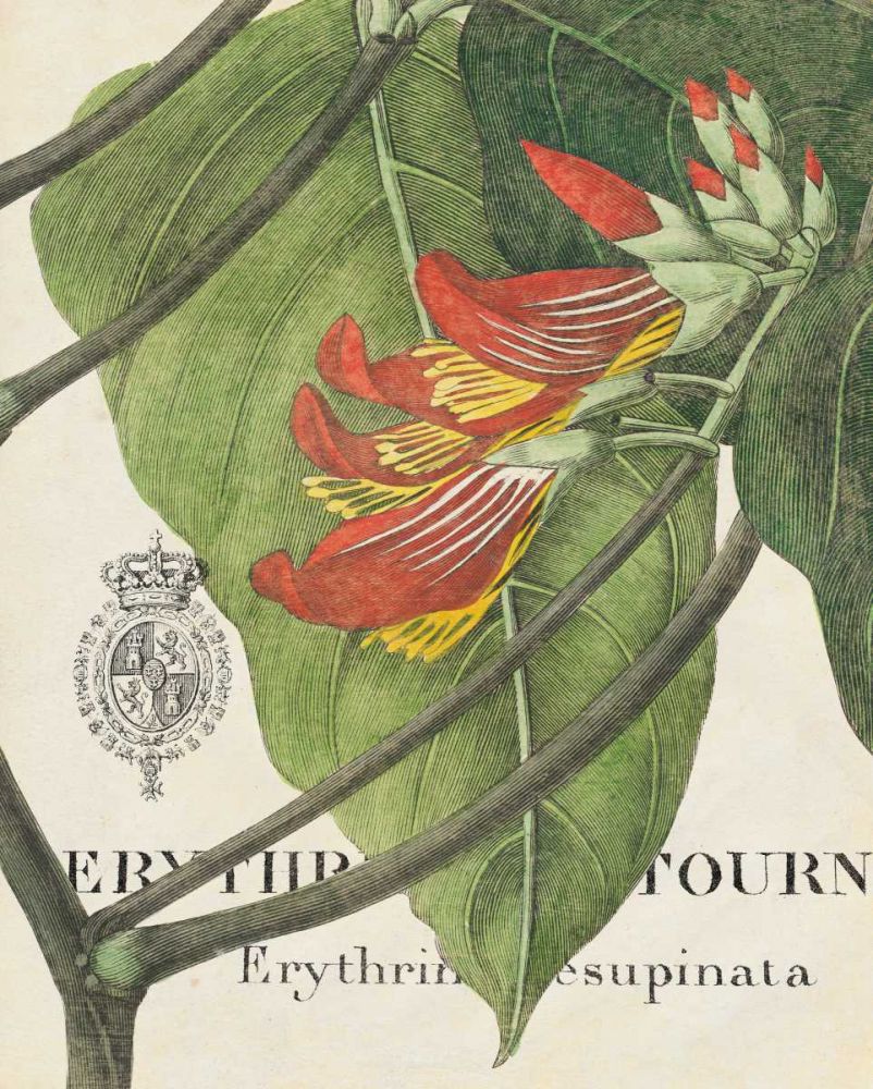 Botanique Tropicale I art print by Wild Apple Portfolio for $57.95 CAD