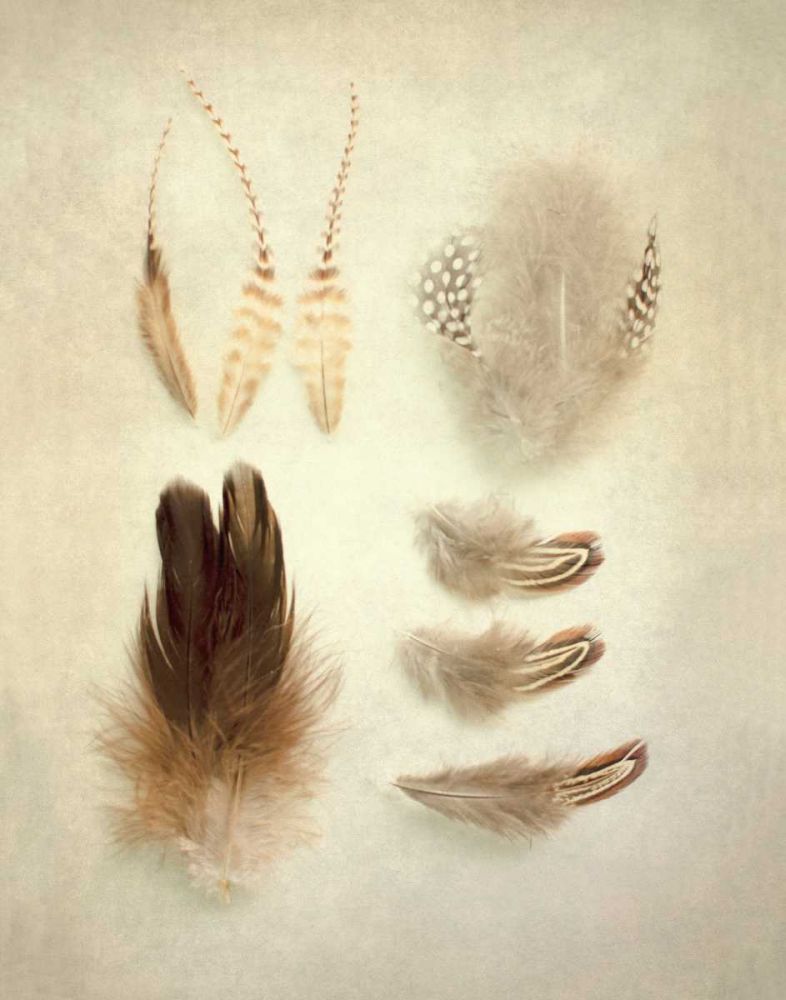 Feathers II art print by Elizabeth Urquhart for $57.95 CAD
