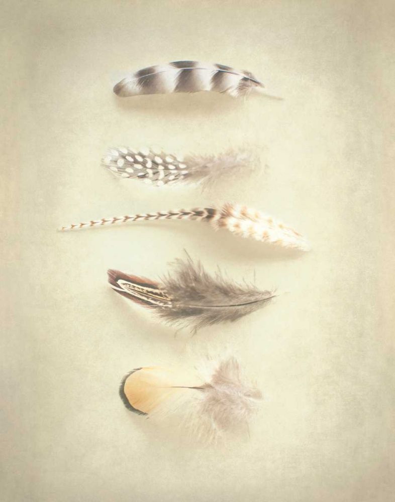 Feathers III art print by Elizabeth Urquhart for $57.95 CAD