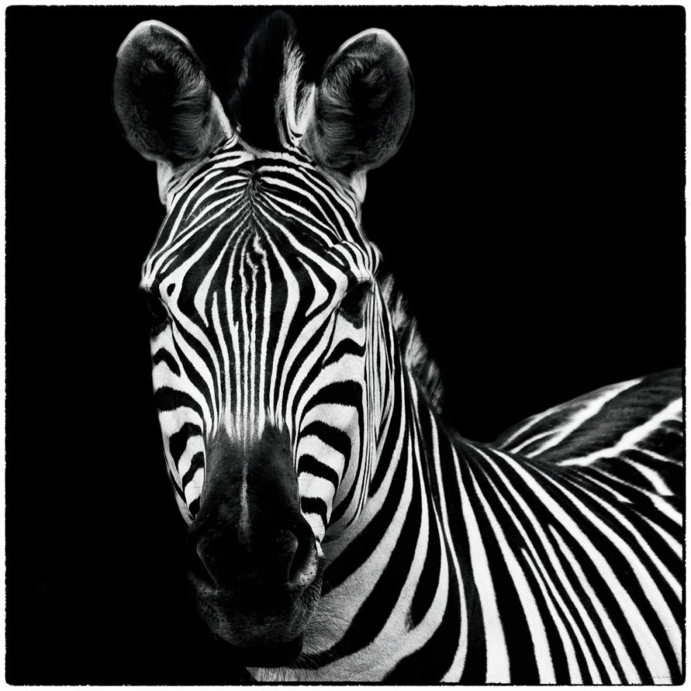 Zebra II Square art print by Debra Van Swearingen for $57.95 CAD