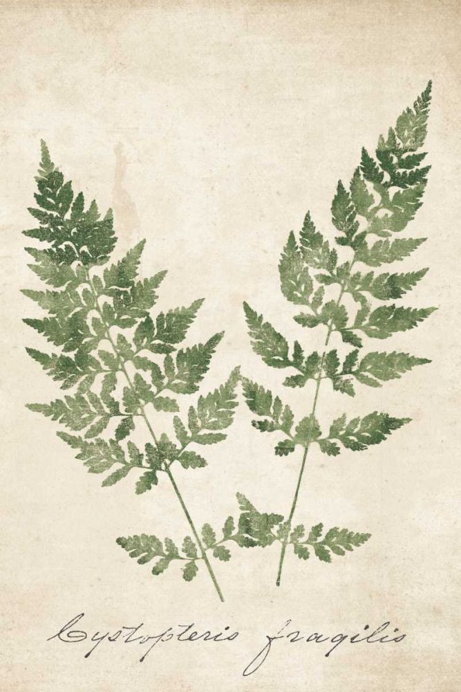 Vintage Ferns VII no Border Crop art print by Wild Apple Portfolio for $57.95 CAD