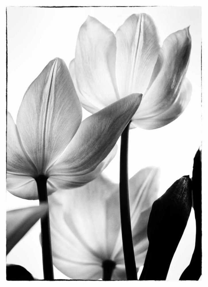 Translucent Tulips III art print by Debra Van Swearingen for $57.95 CAD