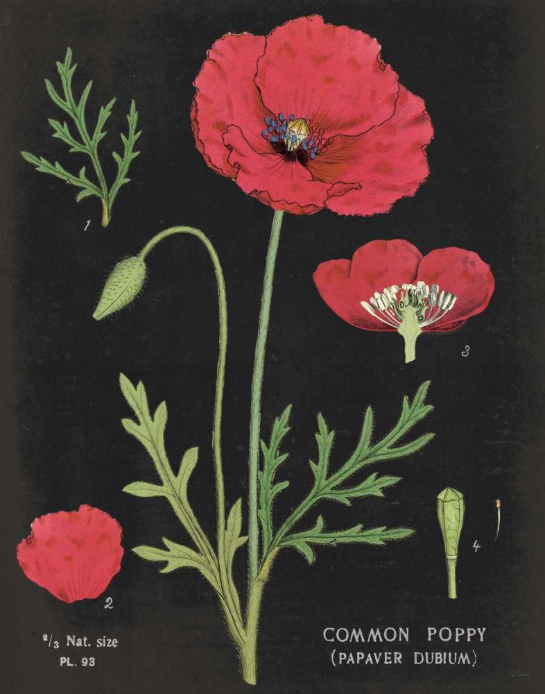 Poppy Chart art print by Sue Schlabach for $57.95 CAD