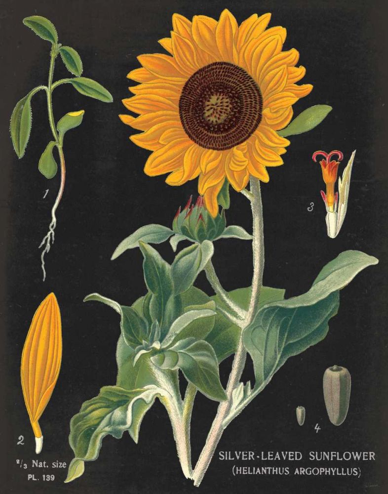 Sunflower Chart art print by Sue Schlabach for $57.95 CAD