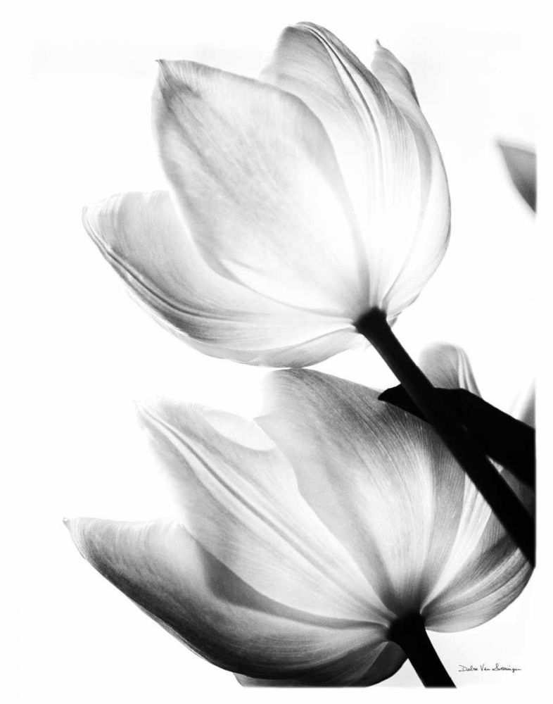 Translucent Tulips II no border art print by Debra Van Swearingen for $57.95 CAD