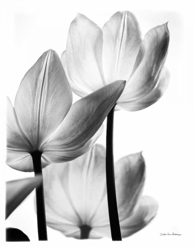 Translucent Tulips III no border art print by Debra Van Swearingen for $57.95 CAD