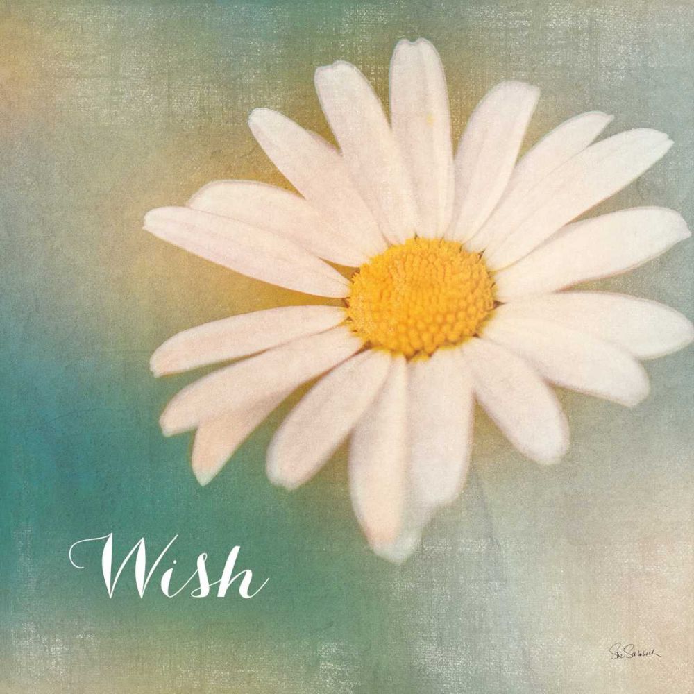 Daisy Wishes art print by Sue Schlabach for $57.95 CAD