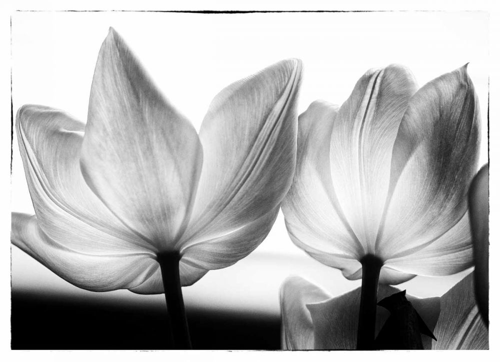 Translucent Tulips V art print by Debra Van Swearingen for $57.95 CAD