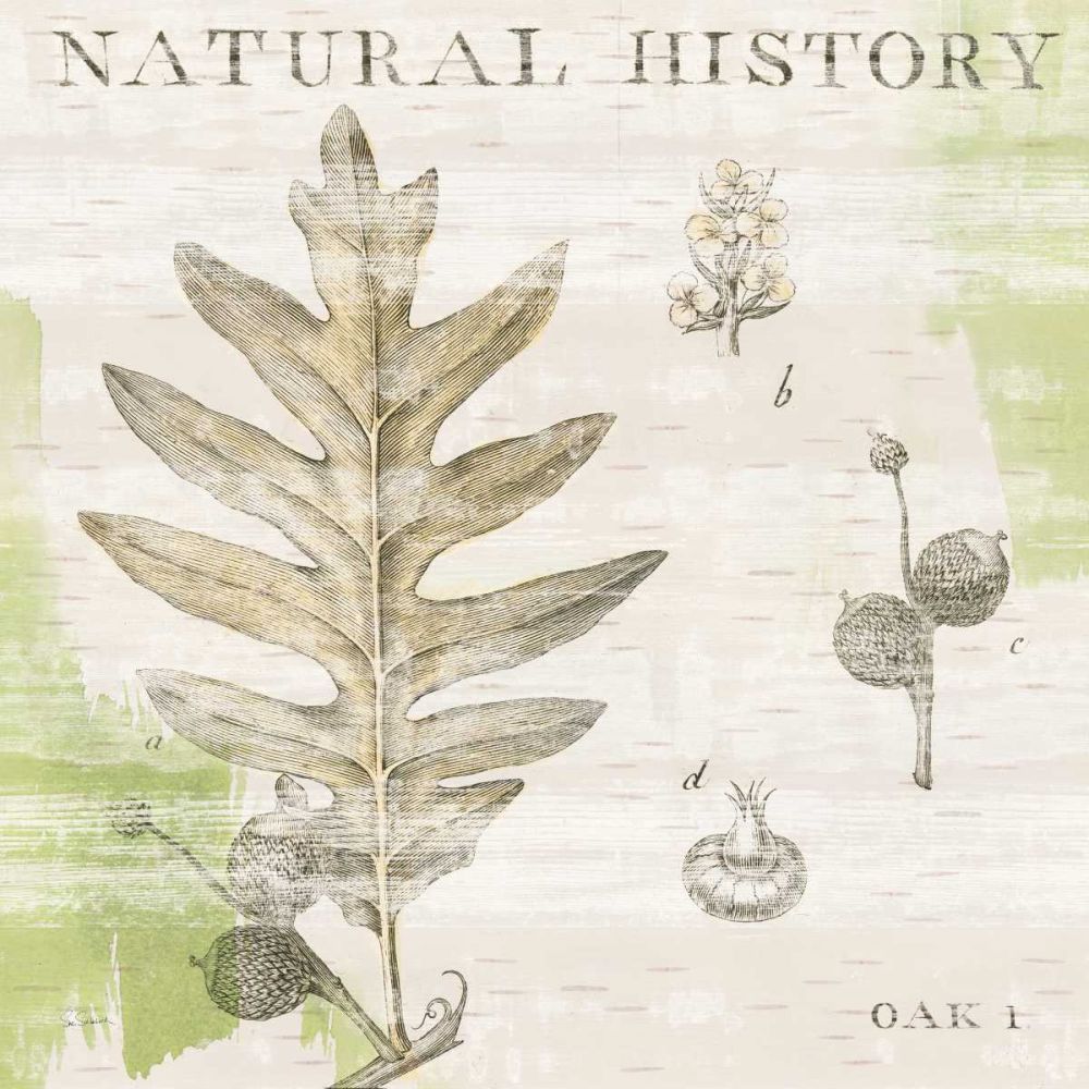 Natural History Oak I art print by Sue Schlabach for $57.95 CAD