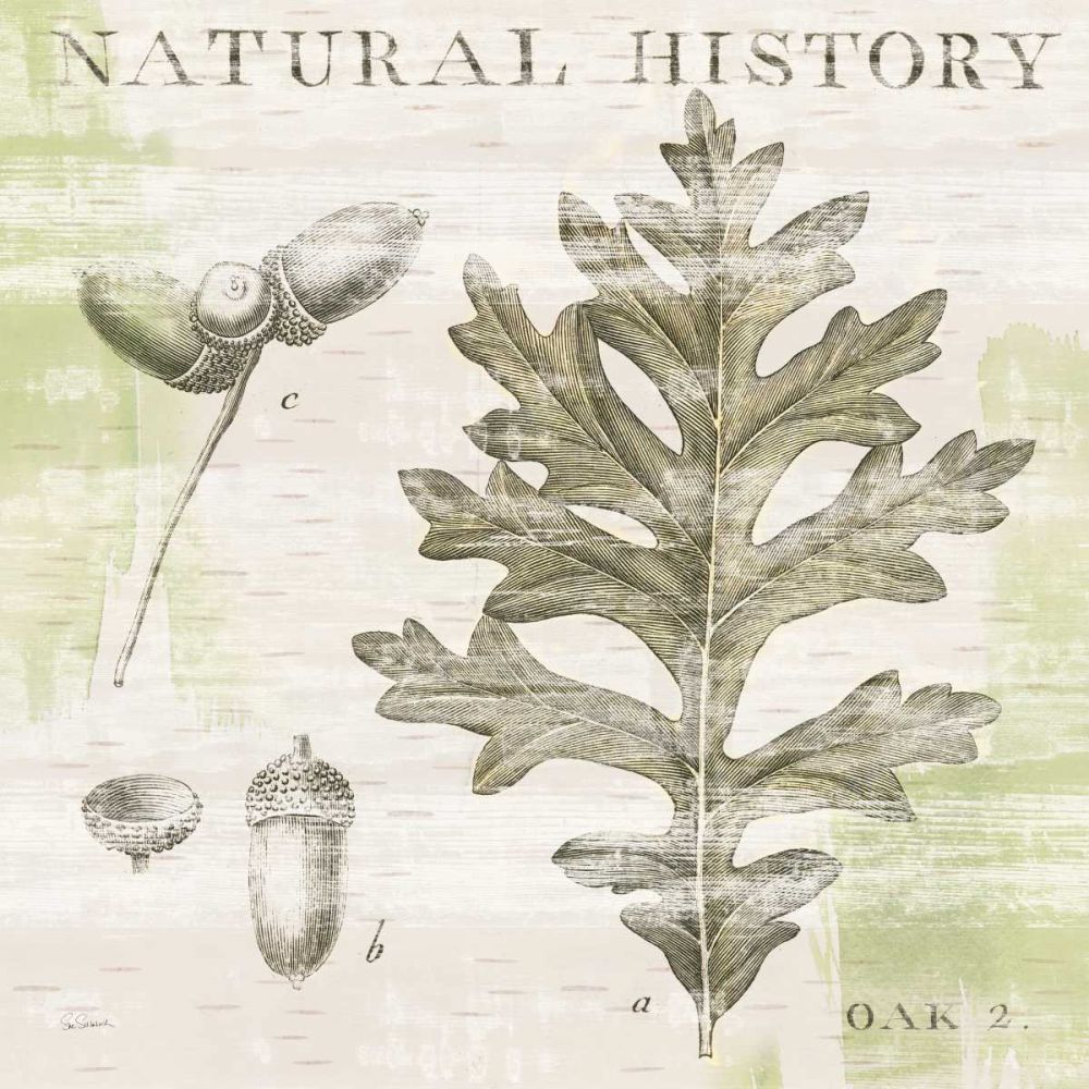 Natural History Oak II art print by Sue Schlabach for $57.95 CAD