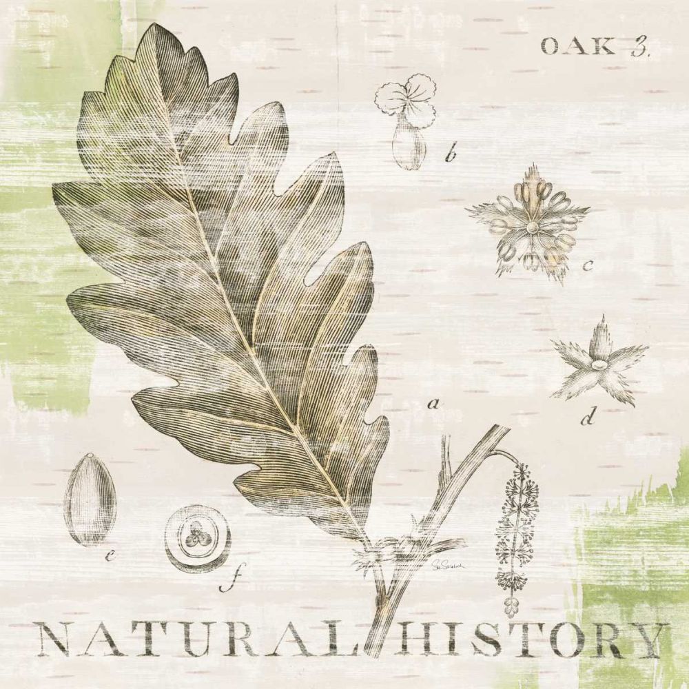Natural History Oak III art print by Sue Schlabach for $57.95 CAD