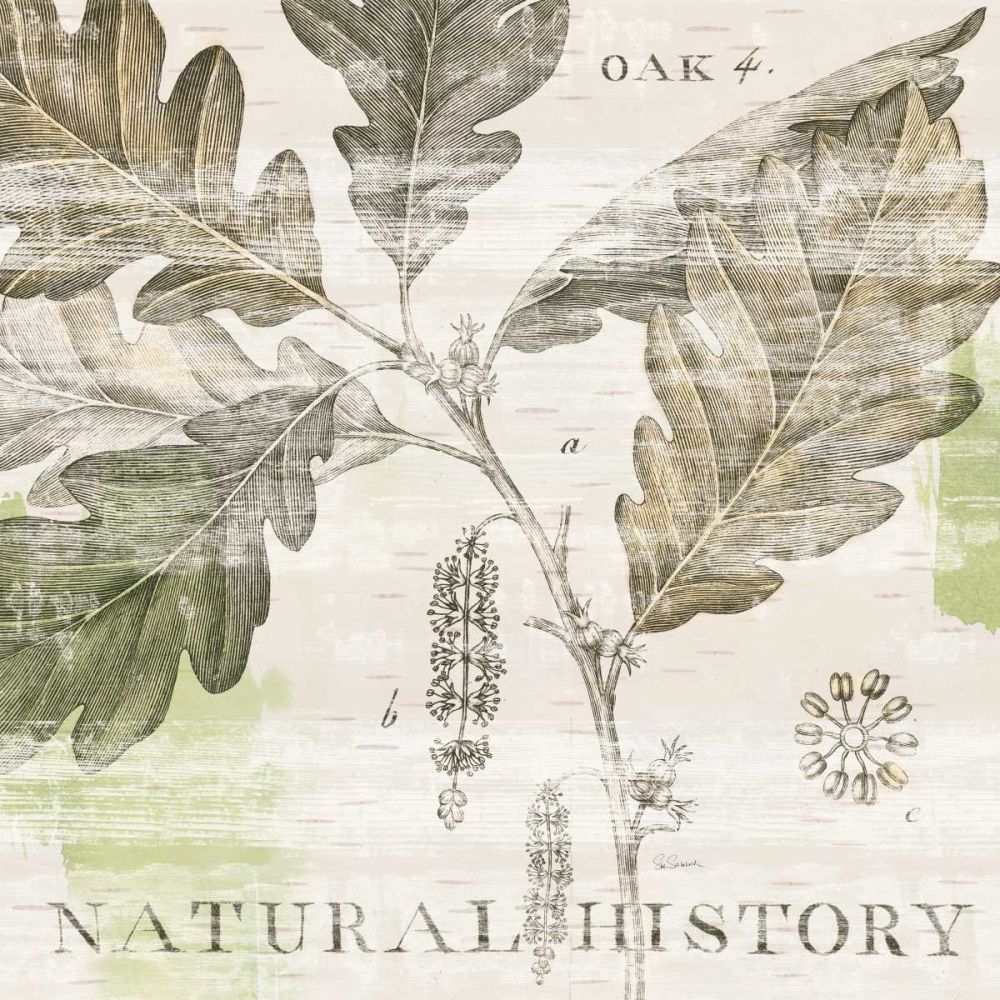 Natural History Oak IV art print by Sue Schlabach for $57.95 CAD