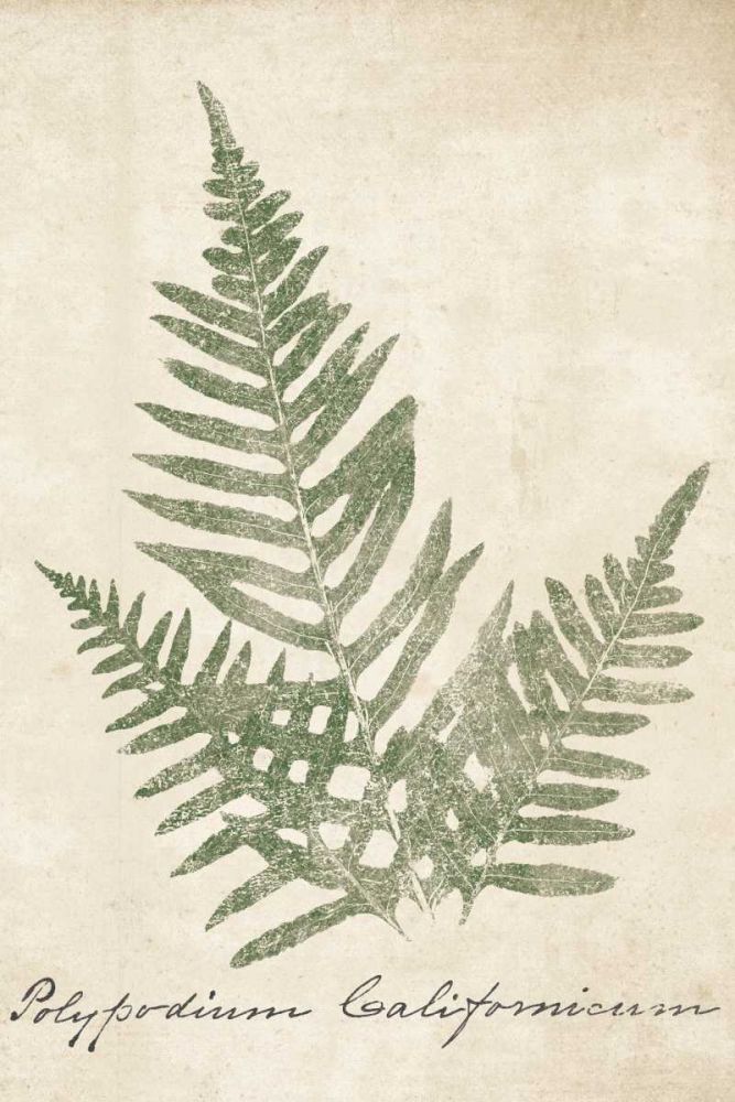 Vintage Ferns XI no Border Crop art print by Wild Apple Portfolio for $57.95 CAD