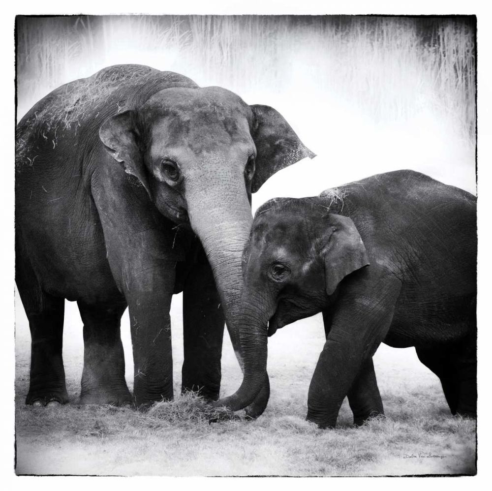 Elephant III art print by Debra Van Swearingen for $57.95 CAD