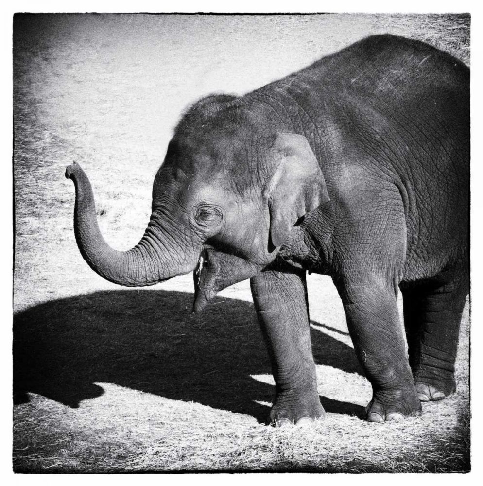 Elephant IV art print by Debra Van Swearingen for $57.95 CAD