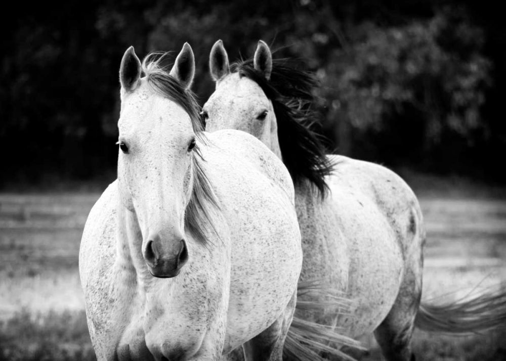 Two Wild Horses BW art print by Debra Van Swearingen for $57.95 CAD