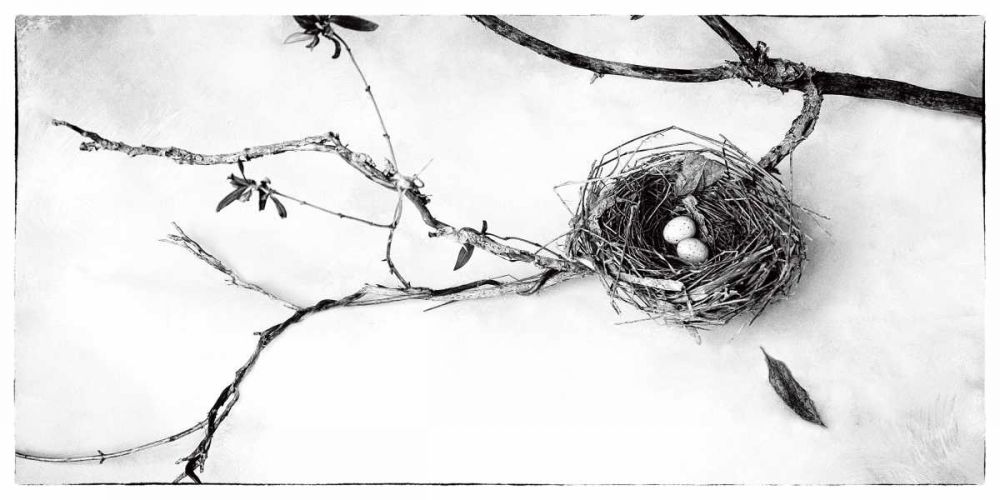 Nest and Branch II art print by Debra Van Swearingen for $57.95 CAD
