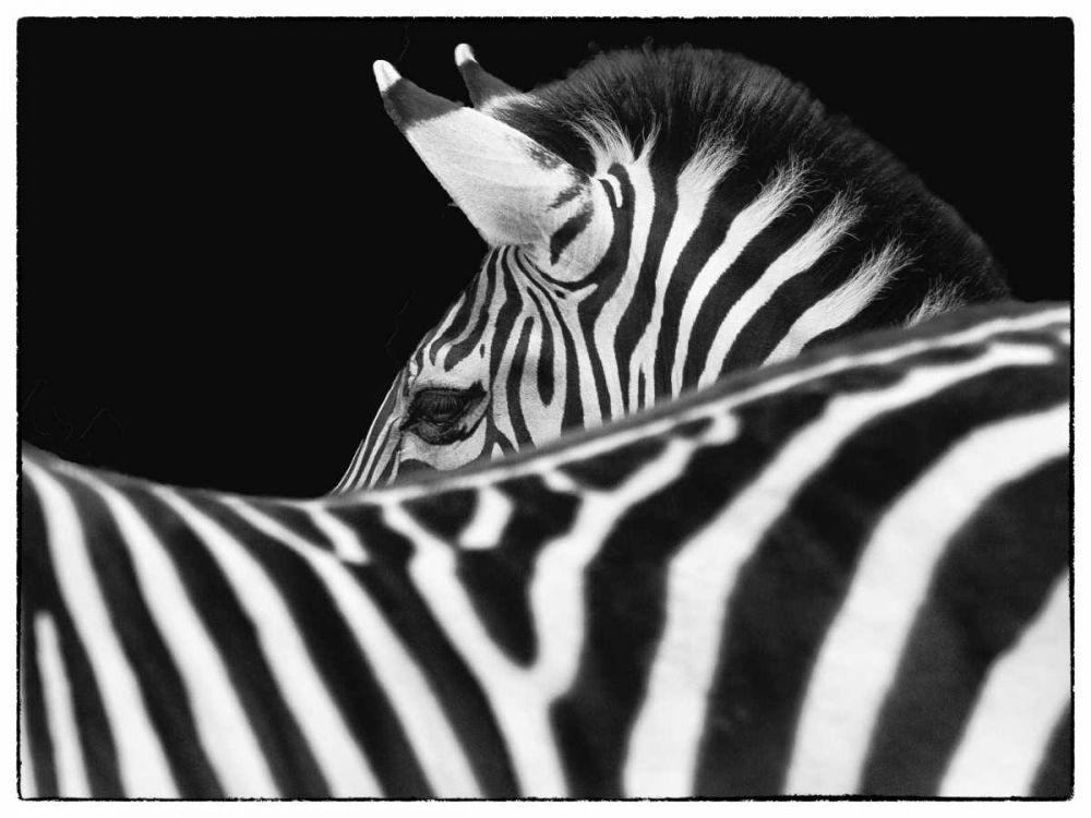 Zebra III art print by Debra Van Swearingen for $57.95 CAD