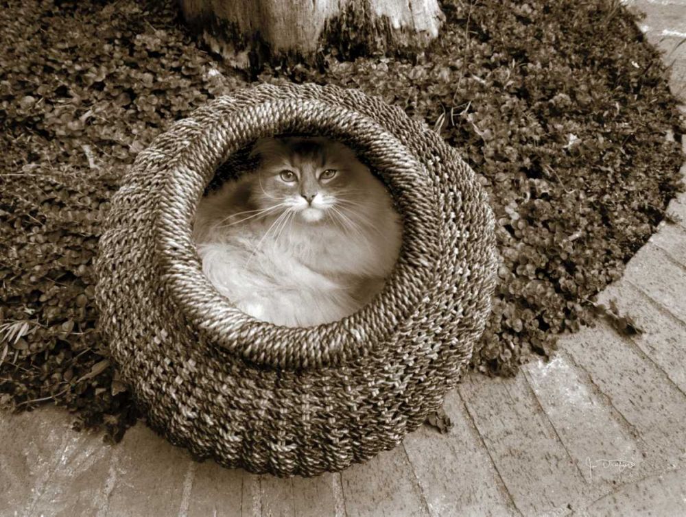 Cat in a Basket art print by Jim Dratfield for $57.95 CAD