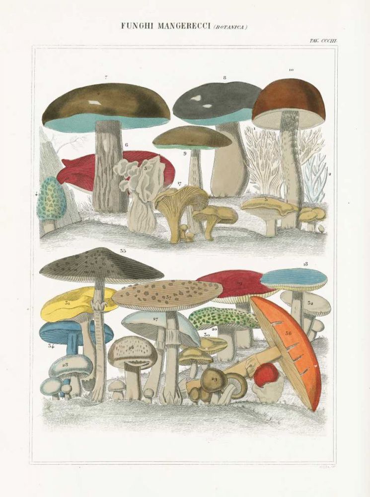 Funghi Italiani I art print by Wild Apple Portfolio for $57.95 CAD