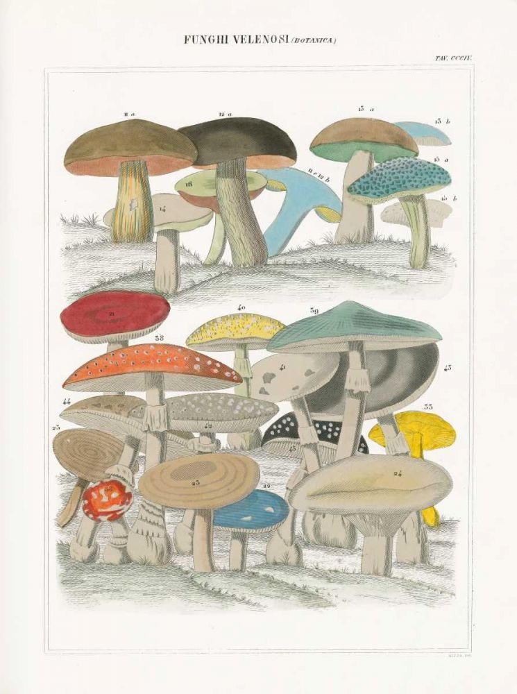 Funghi Italiani II art print by Wild Apple Portfolio for $57.95 CAD