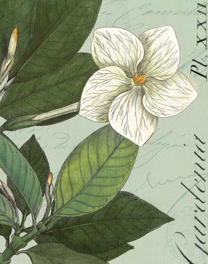 Botanique Bleu III art print by Wild Apple Portfolio for $57.95 CAD