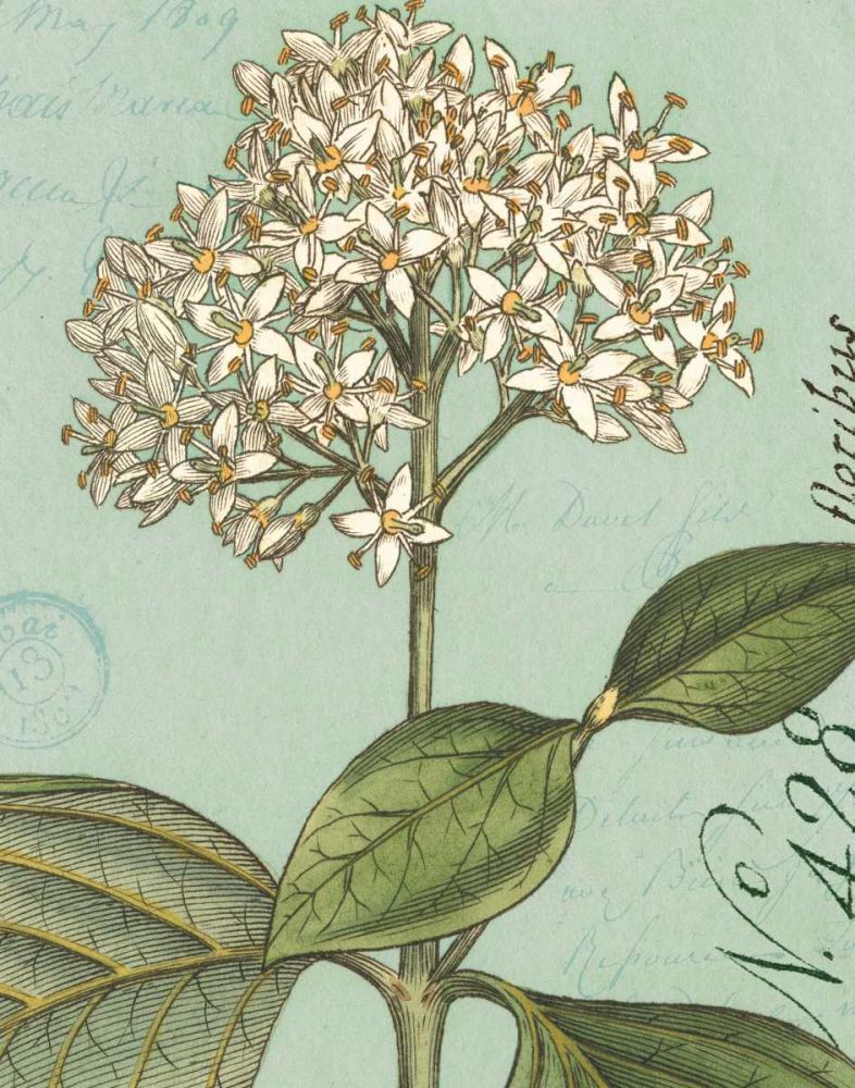 Botanique Bleu IV art print by Wild Apple Portfolio for $57.95 CAD