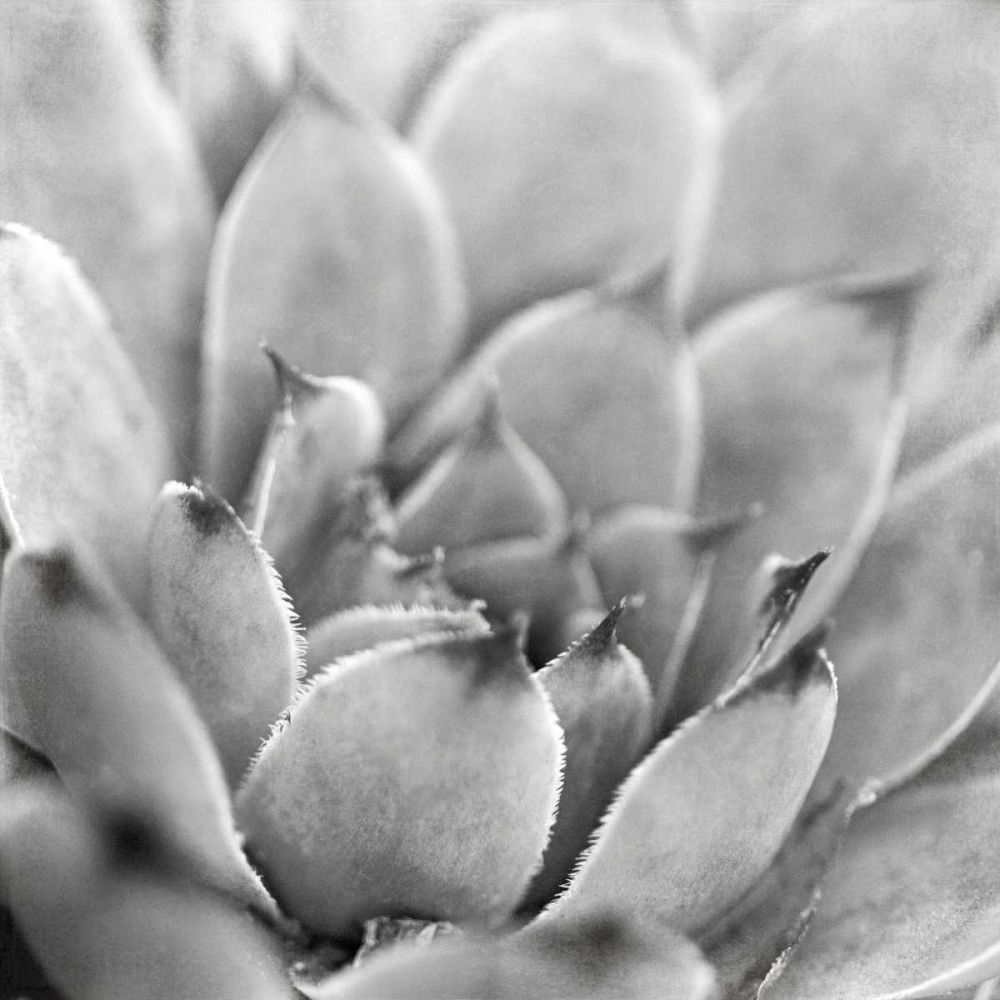 Garden Succulent I art print by Laura Marshall for $57.95 CAD