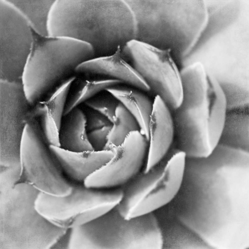 Garden Succulent II art print by Laura Marshall for $57.95 CAD