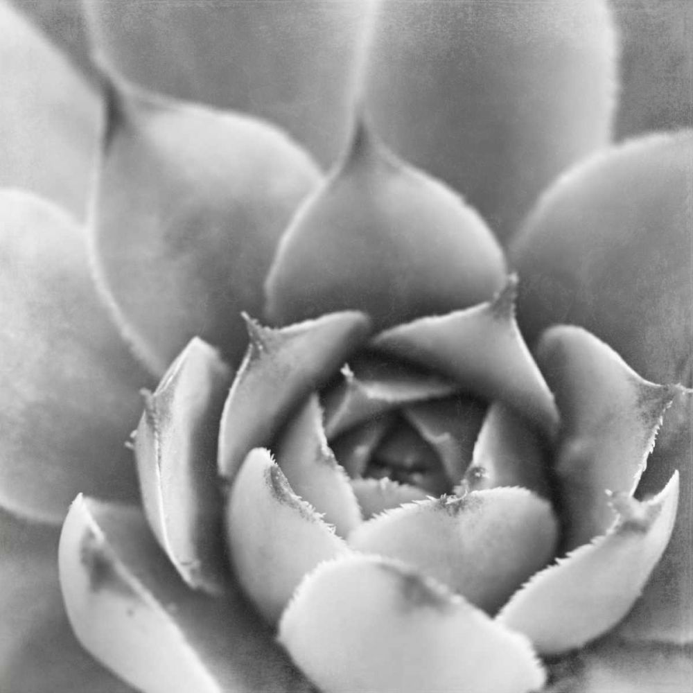 Garden Succulent III art print by Laura Marshall for $57.95 CAD