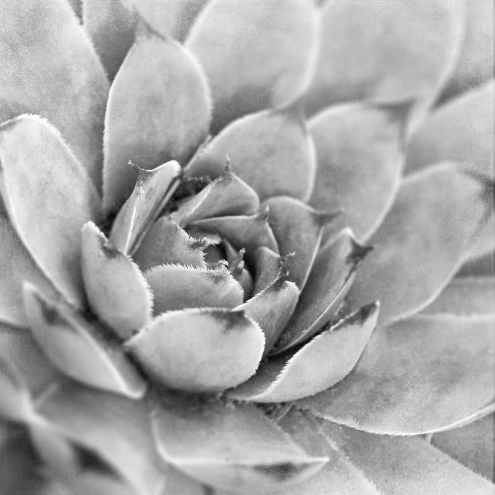 Garden Succulent IV art print by Laura Marshall for $57.95 CAD
